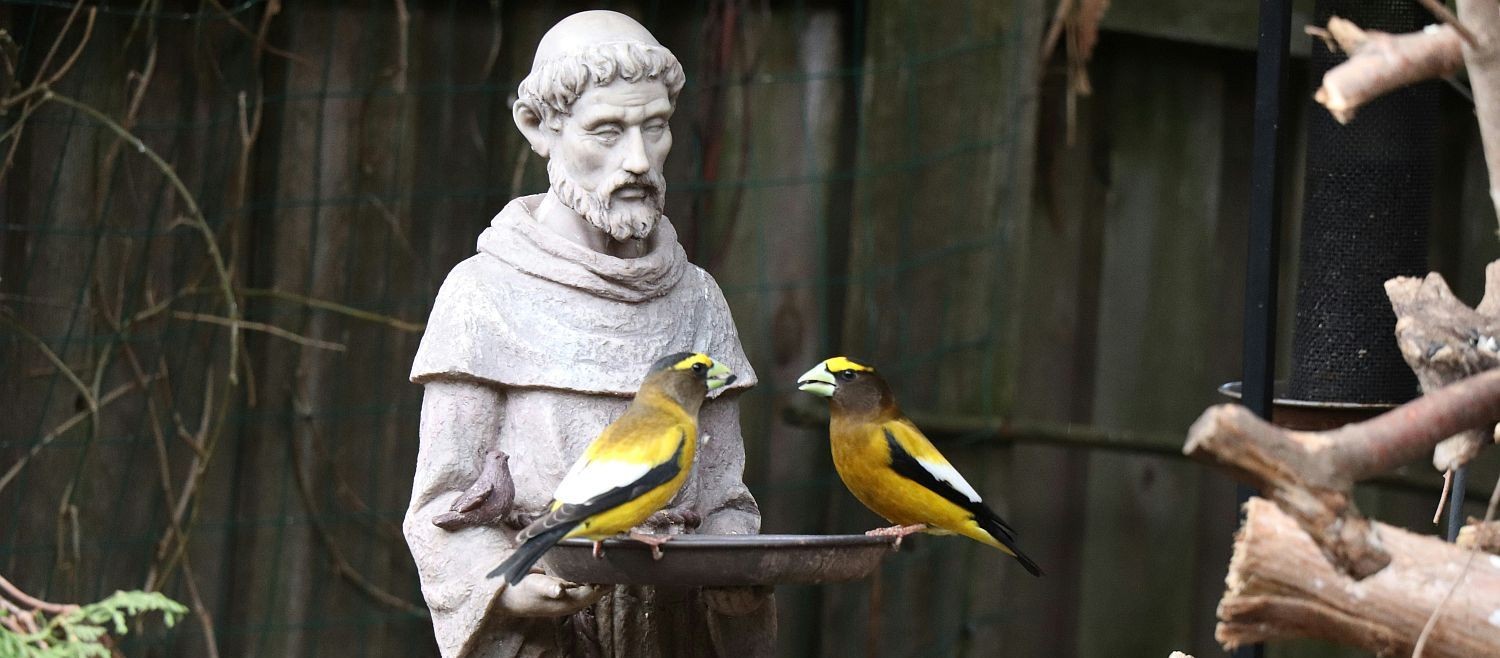 Een veelzijdige heilige: Franciscus