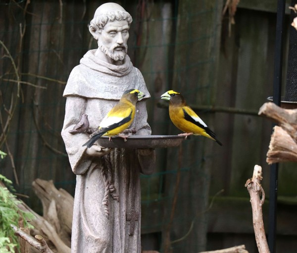 Een veelzijdige heilige: Franciscus