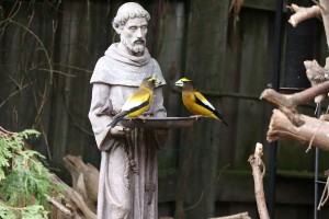 Een veelzijdige heilige: Franciscus